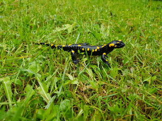 Feuersalamander im Regen auf einer Wiese