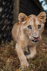 Obraz na płótnie Canvas A lion cub living in a zoo. Wildlife Rescue. A lion.