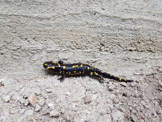 Feuersalamander im Garten