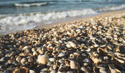 Seashells on the Black Sea coast of different sizes and colors lie randomly in the South of Ukraine with a blurred background of the sea, with warm sunset lighting