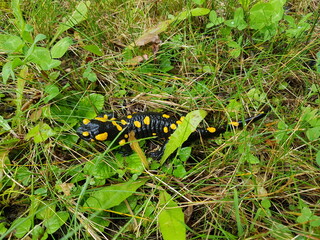 Feuersalamander