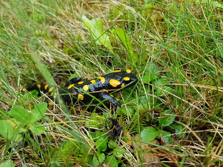 Regen: Feuersalamander auf einer Wiese