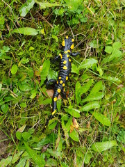 Feuersalamander auf einer Wiese