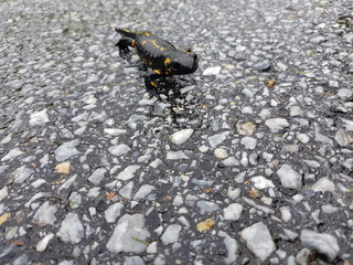 Feuersalamander auf Asphalt