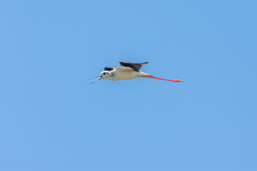 The black-winged stilt (Himantopus himantopus)