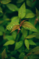 Spirea japonica after the rain in my swedish garden