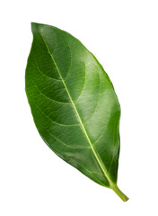 Obraz premium One green leaf isolated on white background.