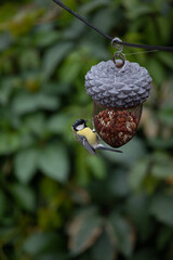 The tit eats on the feeder