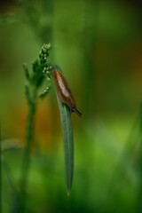 Slug sitting n the grass in Sweden, snail without snack, spanish slug