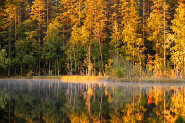 Autumn forest with reflection