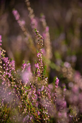 Calluna vulgaris. Flowers background. Vibrant pink heather blossoming outdoors. Purple heather flowers close up. Common heather, macro, background.