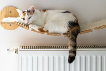 Sweet Cat lying on a hot radiator at home, the concept of rising apartment heating prices in the...