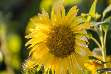 Sunflowers in late evening sunlight.