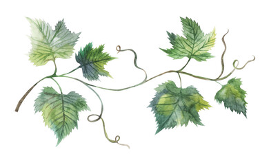 Grapevine leaf hand drawn watercolor illustration. Grapes tree