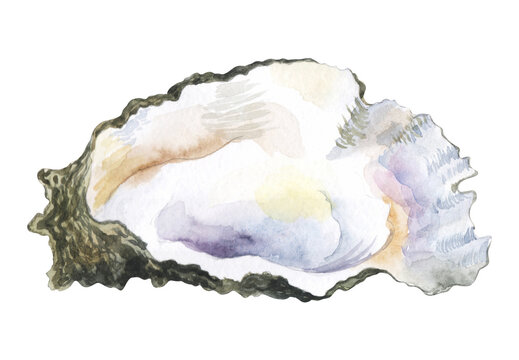 Watercolor oyster without pearl in it watercolor illustration