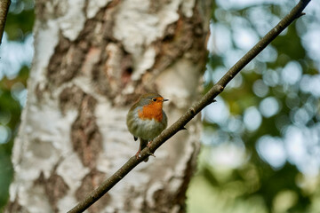 redbreast
