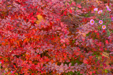 red autumn leaves background of barberry. beauty of nature