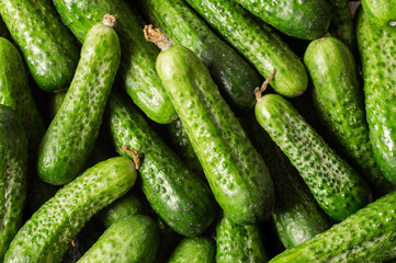 Fresh ripe organic small gherkin cucumbers textured background, not marinated vegetable, cornichon
