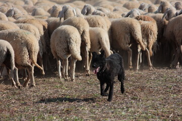 Obraz premium Dog and Sheeps