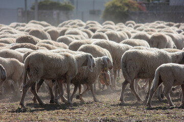 Obraz na płótnie Canvas Dusty Flock of Sheep