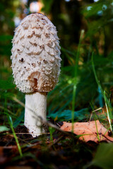 mushroom in light