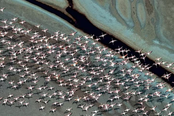 Fotobehang Group of Lesser flamingos flying over a soda lake in the Rift Valley, Kenya © Rick Beldegreen/Wirestock Creators