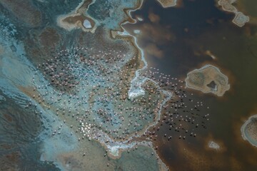 Aerial shot of Lesser flamingos flying over a soda lake in the Rift Valley, Kenya
