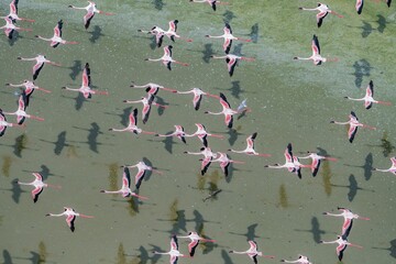 Group of Lesser flamingos flying over a soda lake in the Rift Valley, Kenya - obrazy, fototapety, plakaty