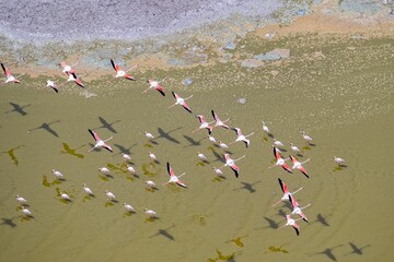 Group of Lesser flamingos flying over a soda lake in the Rift Valley, Kenya