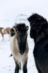 Iceland horses in winter