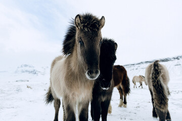 Iceland horses in winter