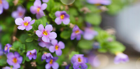 Purple bacopa monnieri flowers close up banner with copy space