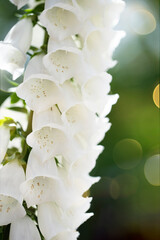 Close up of white foxglove flowers with bokeh on background