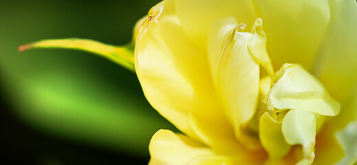 Fototapeta premium yellow tulip closeup