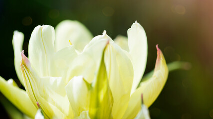 Fototapeta premium white and yellow tulip