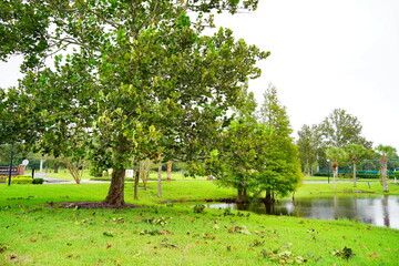 Fallen tree branch in the aftermath of a violent disaster hurricane	
