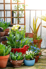 Fototapeta na wymiar Tulips, muscari and scilla siberica spring flowers in terra cotta pots in sunlight