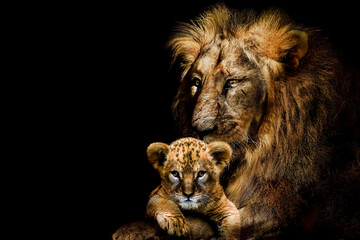 Lion adult and cub , african animals mammal wildlife , isolated