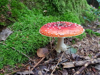 Fiegenpilz im Wald