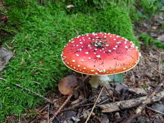 Fliegenpilz im Moos
