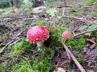 Rauschmittel: Fliegenpilz (Amanita muscaria)
