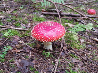 Herbst: Zeit der Fliegenpilze