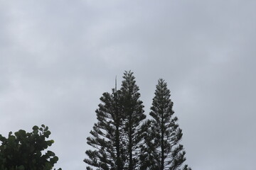 tall pine trees during a winter day