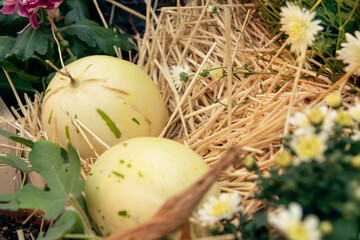 harvest of melons in a wooden box on straw