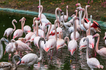 Pink Flamingo - Phoenicopterus roseus - A flock stands on the shore of a pond. In the background are bushes.