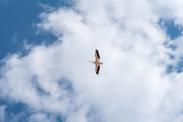 American White Pelican Flying Over The Dam On Fox River At De Pere, Wisconsin