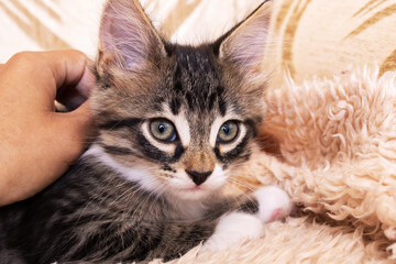 Gray kitten with a curious look closeup