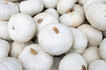 Pile of seasonal mini white pumpkins at local farmers market