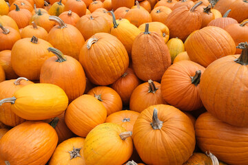 Many Orange pumpkins. Exhibition and sales