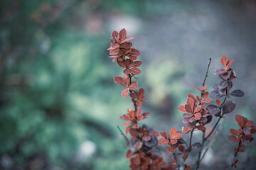 autumn leaves in the forest